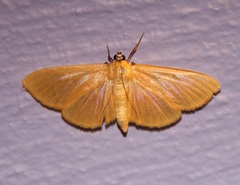 Phostria citrinalis