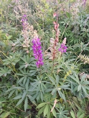 Lupinus polyphyllus