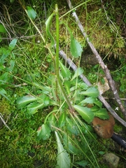 Micranthes clusii lepismigena