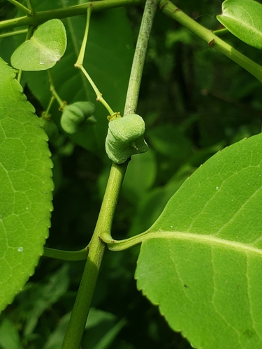 Image of Euonymus hamiltonianus by no rights reserved
