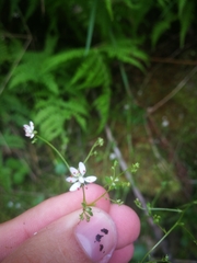 Micranthes clusii lepismigena
