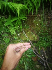 Micranthes clusii lepismigena