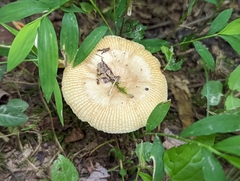 Russula amerorecondita