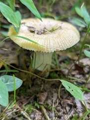 Russula amerorecondita