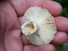 Russula amerorecondita