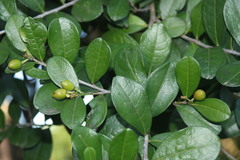 Erythroxylum emarginatum