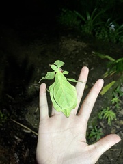 Cryptophyllium yunnanense