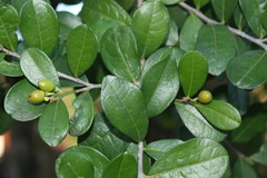 Erythroxylum emarginatum