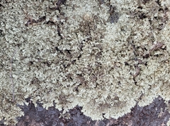 Xanthoparmelia viriduloumbrina