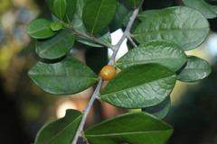 Erythroxylum emarginatum