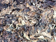 Xanthoparmelia viriduloumbrina