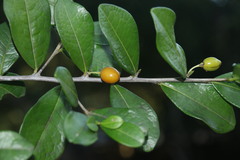 Erythroxylum emarginatum