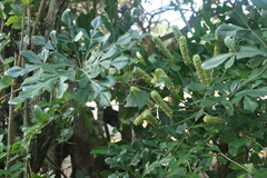 Cussonia zuluensis