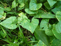 Puccinia violae