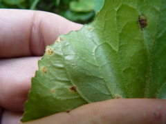 Puccinia violae