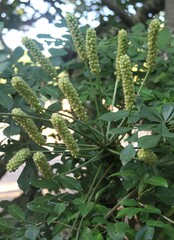 Cussonia zuluensis