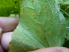 Puccinia violae