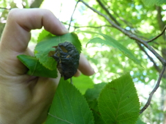 Taphrina virginica