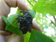 Taphrina virginica