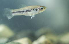 Poecilia elegans