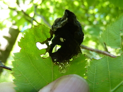 Taphrina virginica