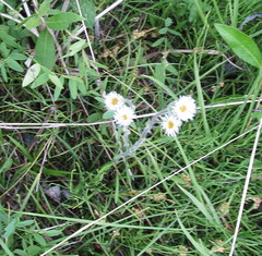 Erigeron elatus