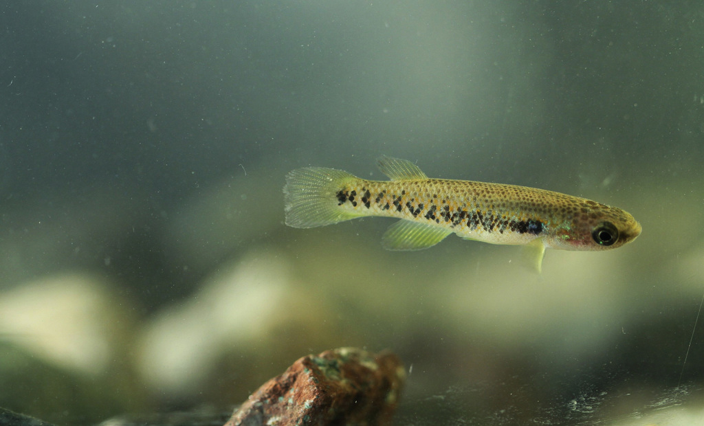 Roloff's rivulus (Rivulus roloffi) — Rivulidae