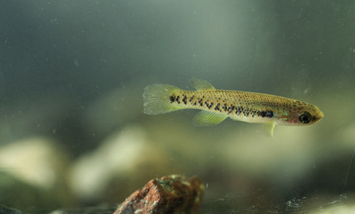 Roloff's rivulus (Rivulus roloffi) — Rivulidae