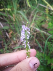 Anarrhinum bellidifolium