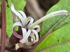 Clermontia parviflora