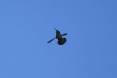 Selasphorus calliope