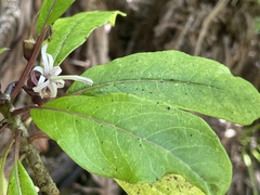 Clermontia parviflora