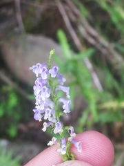 Anarrhinum bellidifolium