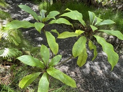 Clermontia parviflora