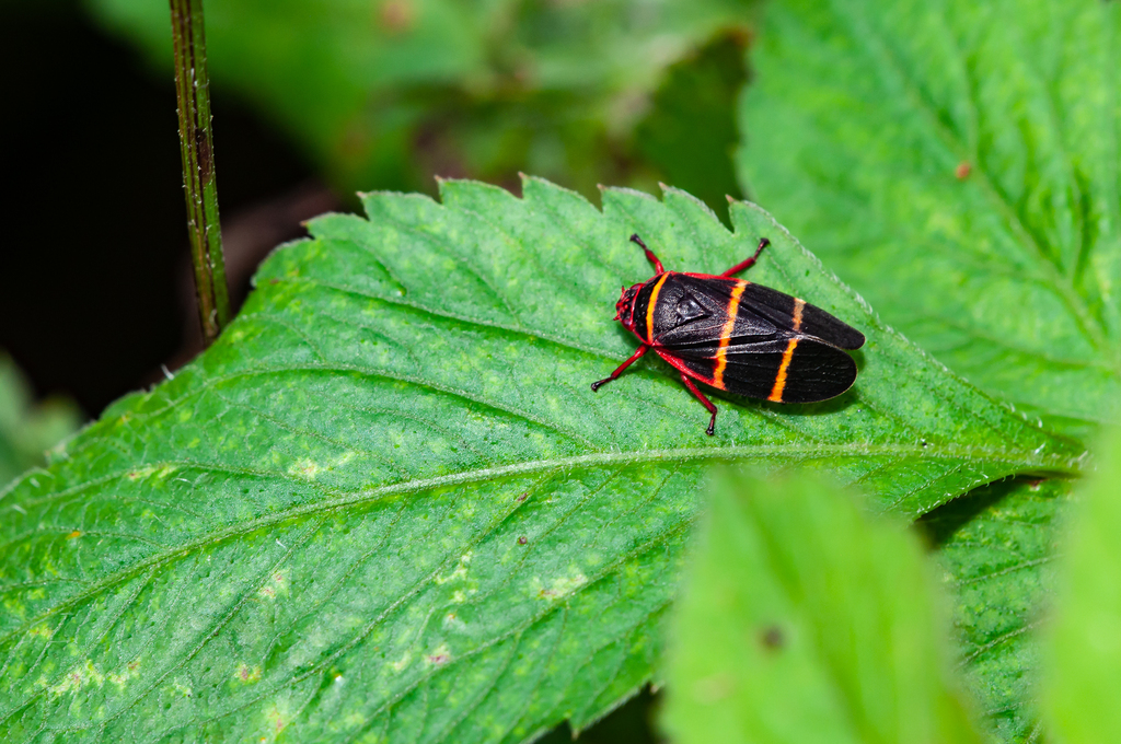 Prosapia tilaranensis