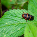 Prosapia tilaranensis - Photo (c) Federico Figueroa Cabezas, some rights reserved (CC BY), uploaded by Federico Figueroa Cabezas