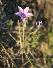 Wahlenbergia grandiflora