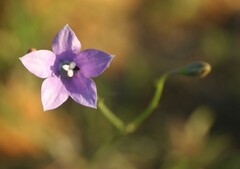 Wahlenbergia grandiflora