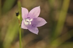 Wahlenbergia grandiflora