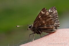 Muschampia floccifera