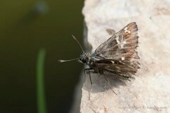 Muschampia floccifera