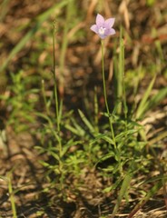 Wahlenbergia grandiflora