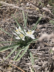 Leucocrinum montanum