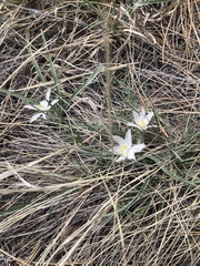 Leucocrinum montanum