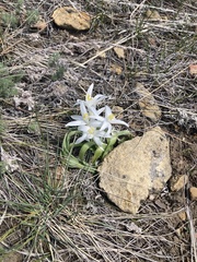 Leucocrinum montanum