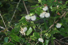 Senecio macroglossus