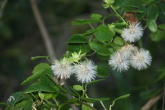 Senecio macroglossus