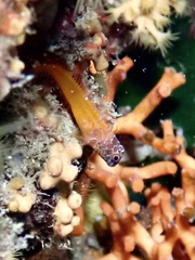 Microlipophrys nigriceps