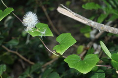 Senecio macroglossus