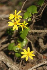 Senecio macroglossus